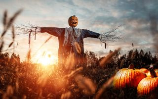 A scarecrow towering over pumpkins in a field