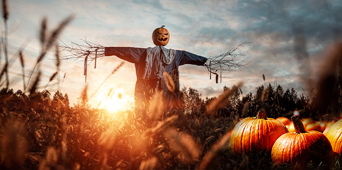 A scarecrow towering over pumpkins in a field